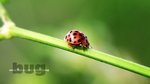 Lady Bug12