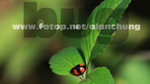 Lady Bug16