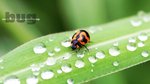 Lady Bug14