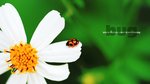 Lady Bug15