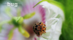Lady Bug17