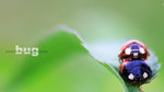 Lady Bug18