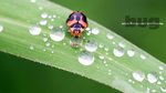 Lady Bug13