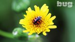 Lady Bug1