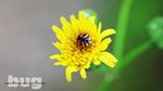 Lady Bug3