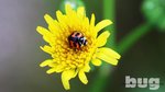 Lady Bug 4