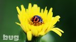 Lady Bug 5