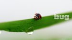 Lady Bug 6