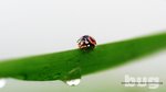 Lady Bug 7