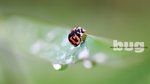 Lady Bug 8