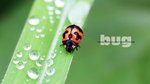 Lady Bug 9