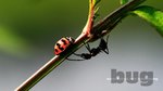 Lady Bug 10