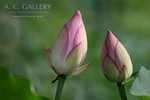 nEO_IMG_IMG_7879