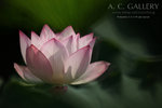 nEO_IMG_IMG_7892