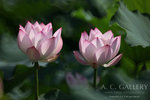 nEO_IMG_IMG_7915
