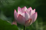 nEO_IMG_IMG_8068