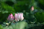nEO_IMG_IMG_8075