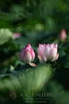 nEO_IMG_IMG_8087