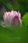 nEO_IMG_IMG_8107