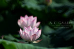 nEO_IMG_IMG_8113