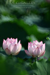 nEO_IMG_IMG_8129