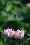 nEO_IMG_IMG_8135