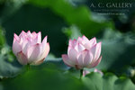 nEO_IMG_IMG_8153