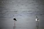 nEO_IMG_IMG_4788