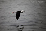 nEO_IMG_IMG_4799