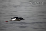 nEO_IMG_IMG_4803