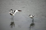 nEO_IMG_IMG_5039