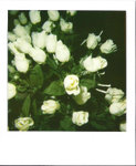 White flower