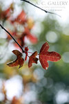 nEO_IMG_IMG_3062