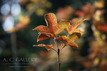 nEO_IMG_IMG_3071