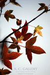 nEO_IMG_IMG_3075
