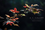 nEO_IMG_IMG_3083