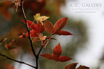 nEO_IMG_IMG_3091