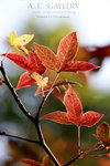 nEO_IMG_IMG_3095