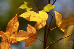 nEO_IMG_IMG_3124