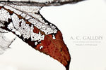 nEO_IMG_IMG_3152