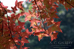 nEO_IMG_IMG_3335