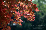 nEO_IMG_IMG_3341