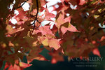 nEO_IMG_IMG_3369