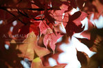 nEO_IMG_IMG_3372