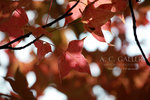 nEO_IMG_IMG_3378