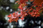 nEO_IMG_IMG_3387