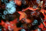 nEO_IMG_IMG_3411