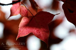 nEO_IMG_IMG_3457