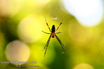 nEO_IMG_IMG_4466
