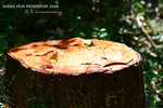 nEO_IMG_IMG_4471